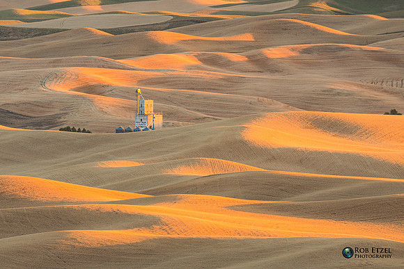 Golden Grains